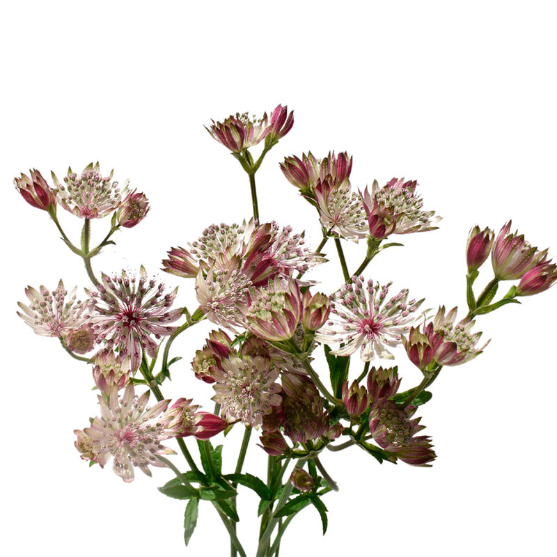 ASTRANTIA