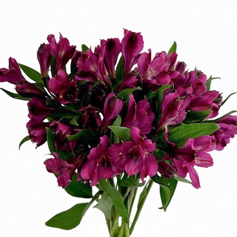 ALSTROEMERIA