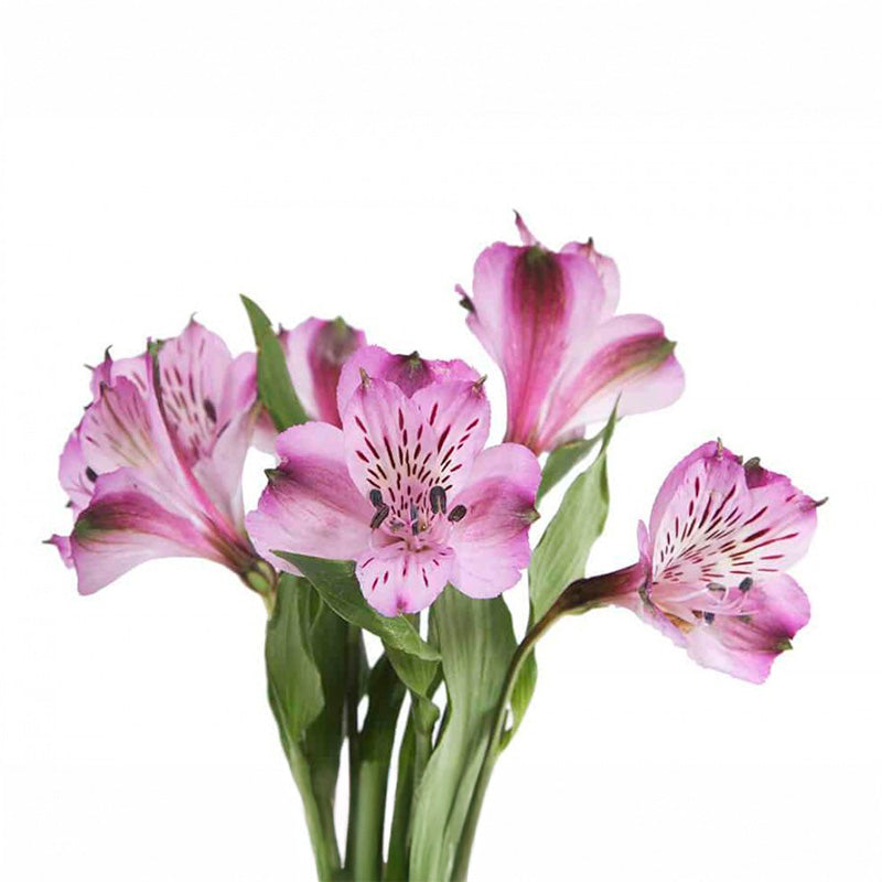 ALSTROEMERIA