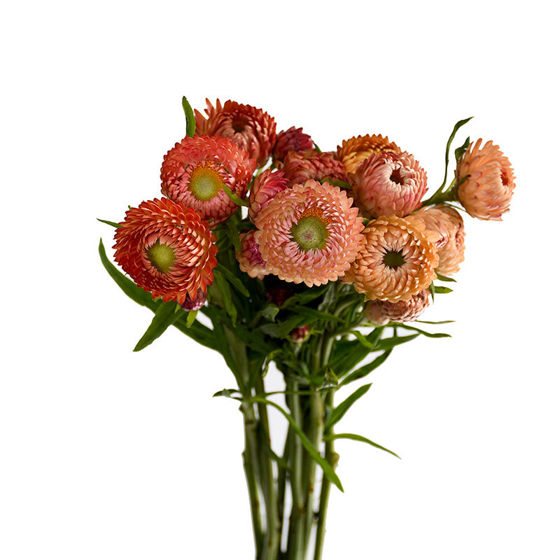 STRAW FLOWER