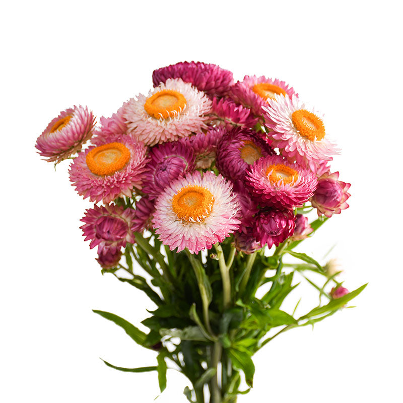 STRAW FLOWER
