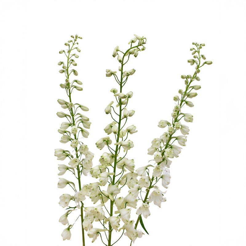 DELPHINIUM