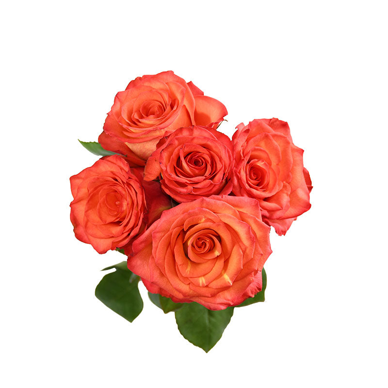 HIGH ORANGE