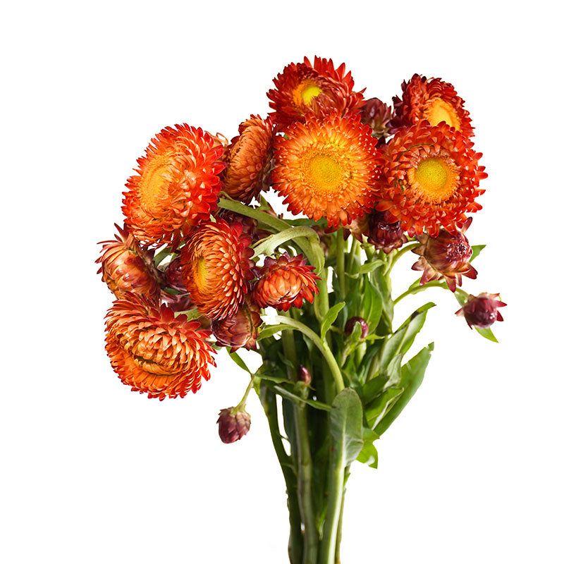 STRAW FLOWER