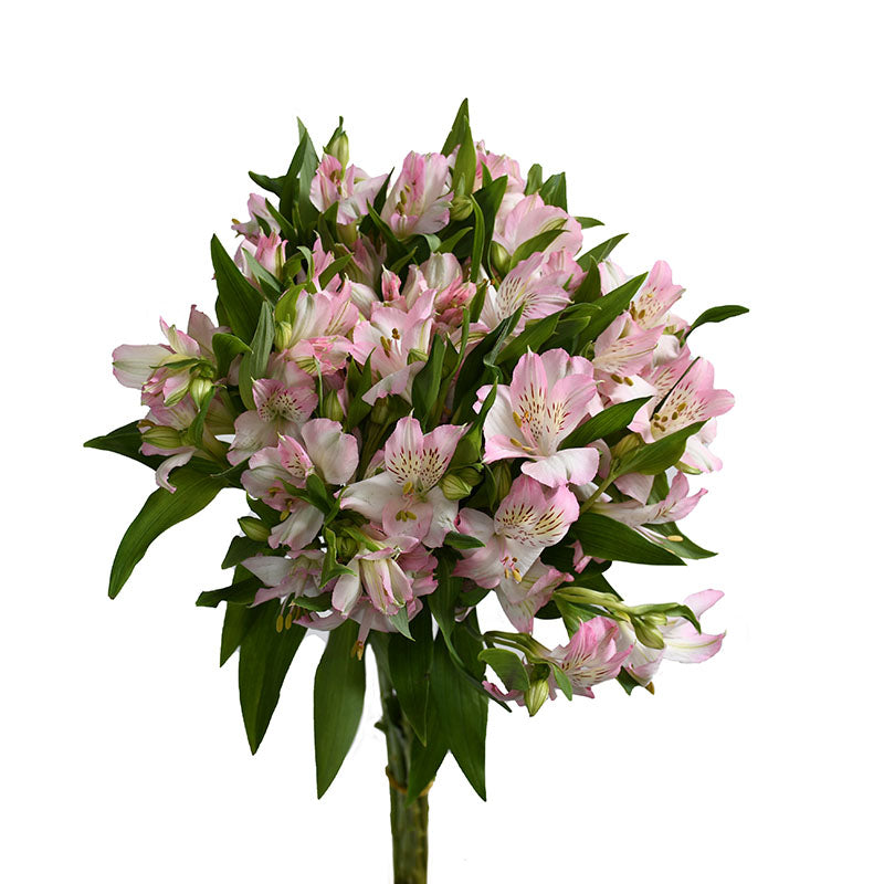ALSTROEMERIA