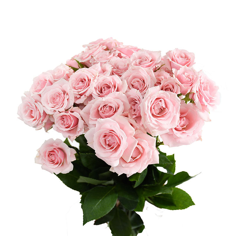 PINK MAJOLIKA