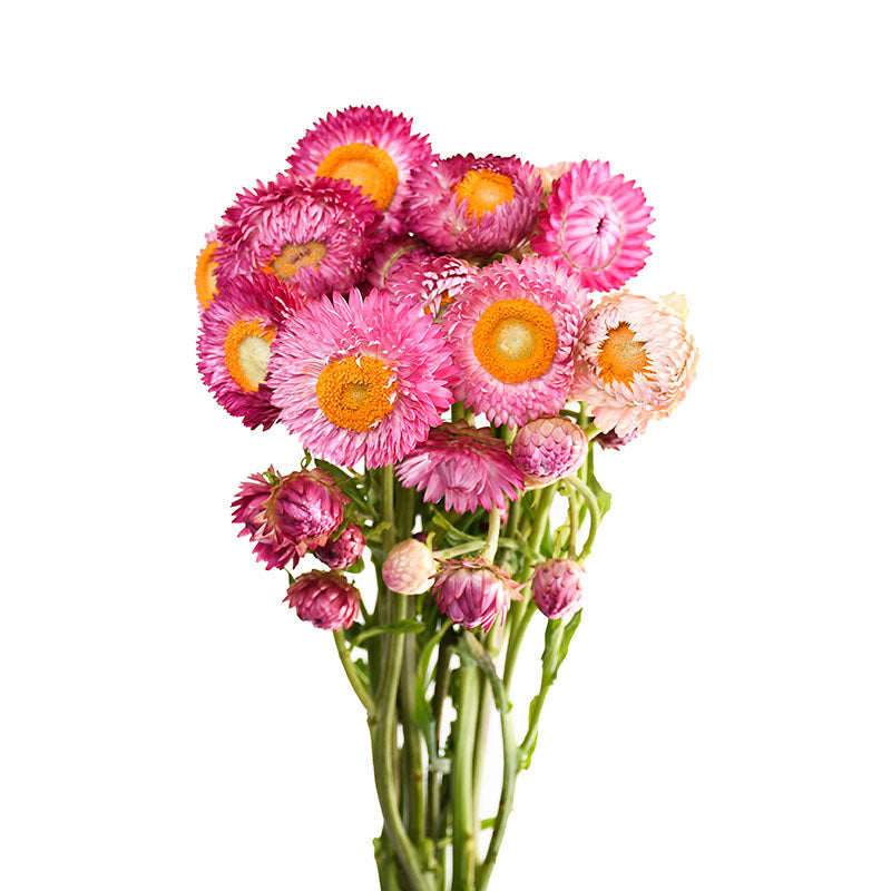 STRAW FLOWER