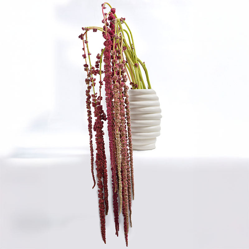 AMARANTHUS