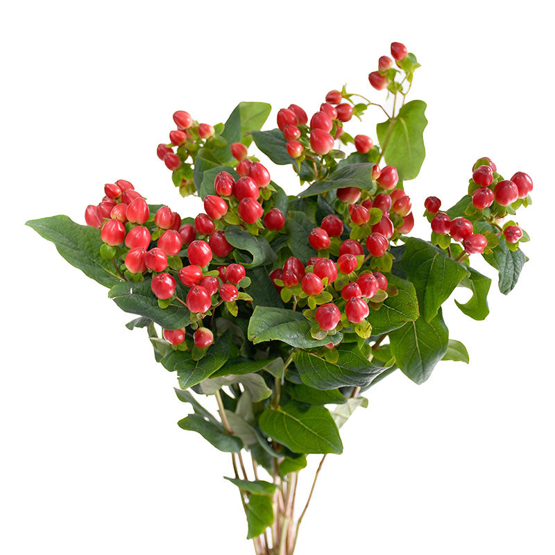 HYPERICUM