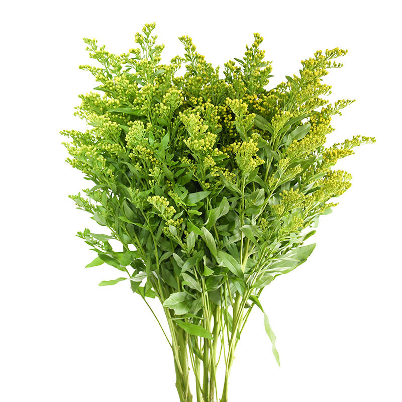 SOLIDAGO GOLDEN GLORY