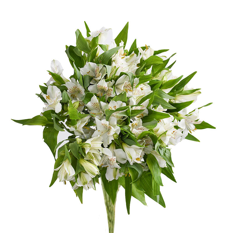 ALSTROEMERIA