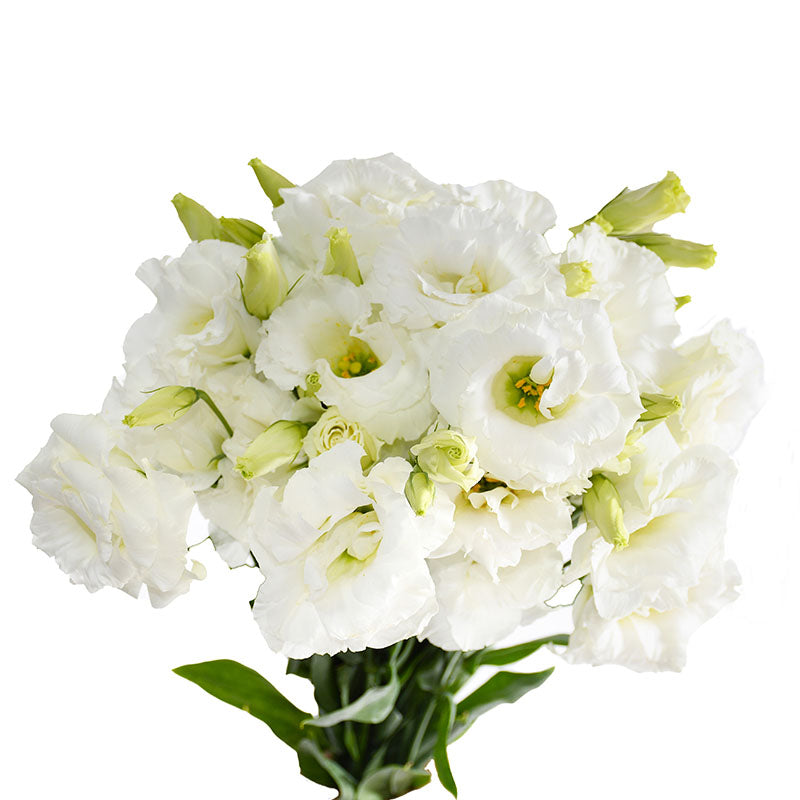 LISIANTHUS