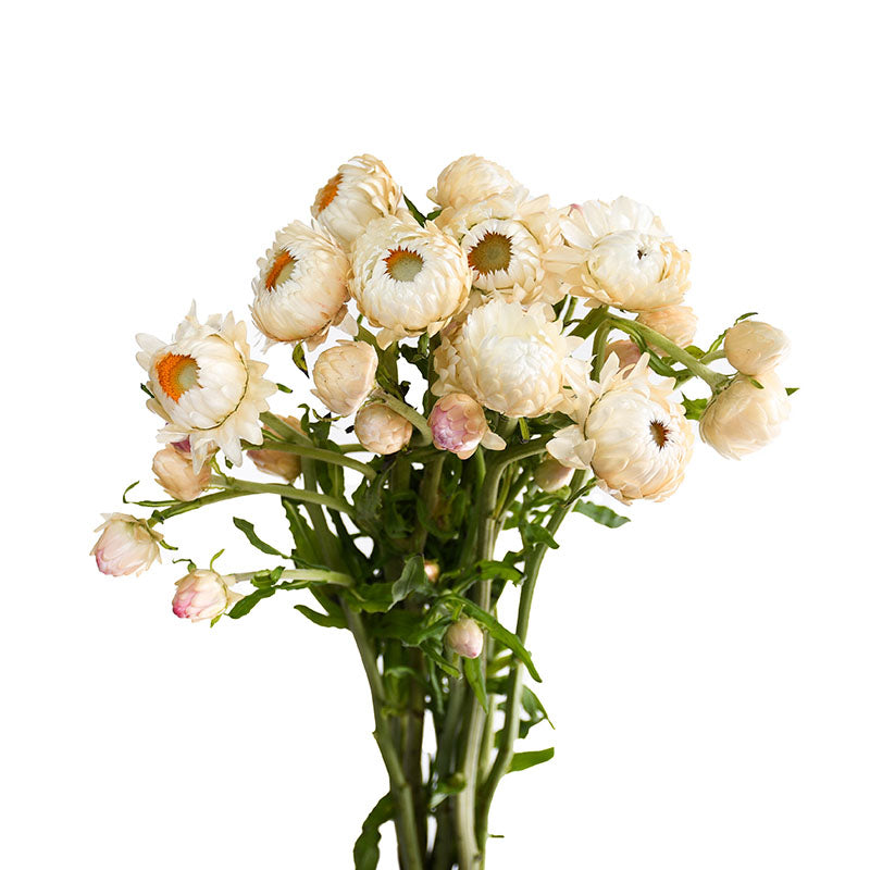 STRAW FLOWER