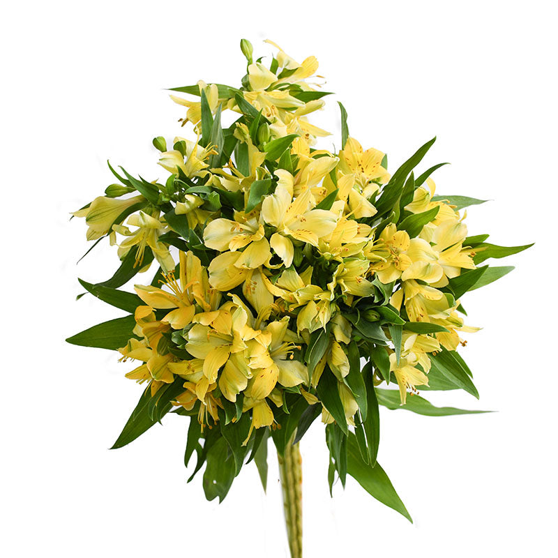ALSTROEMERIA