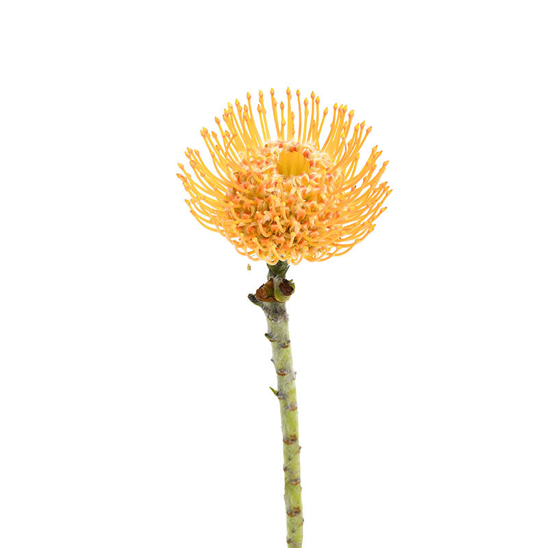 PINCUSHION
