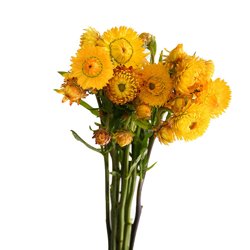 STRAW FLOWER