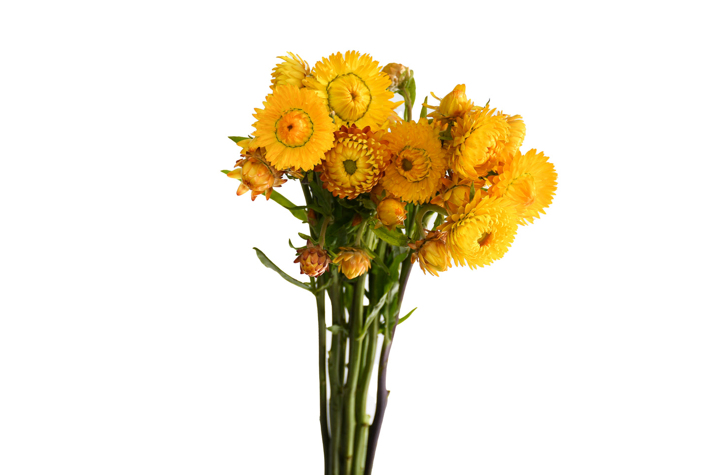 STRAW FLOWER