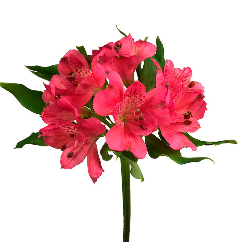 ALSTROEMERIA