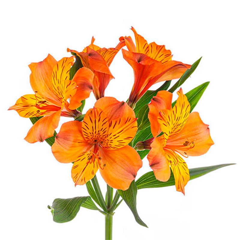 ALSTROEMERIA