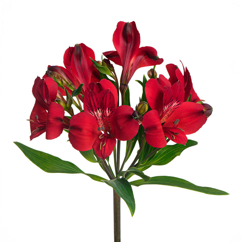 ALSTROEMERIA