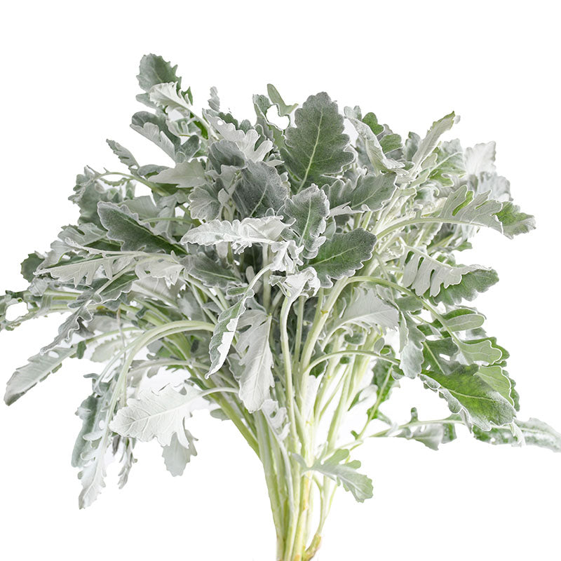 DUSTY MILLER